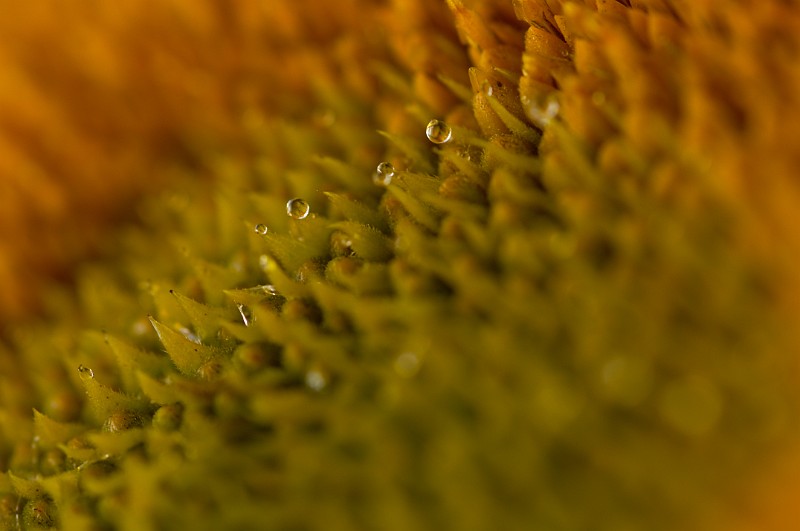 dsc_6731.jpg
