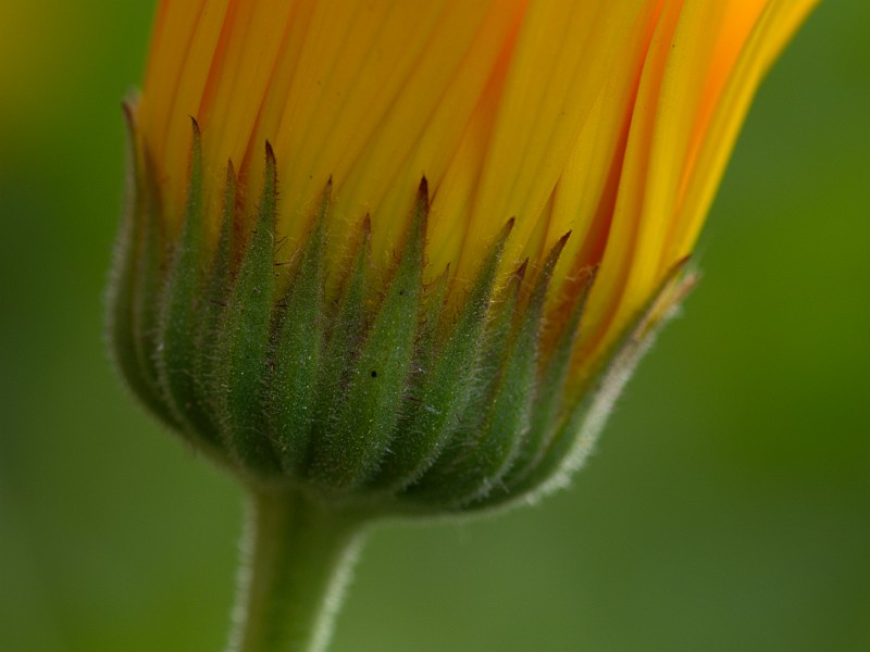 dsc_6553.jpg