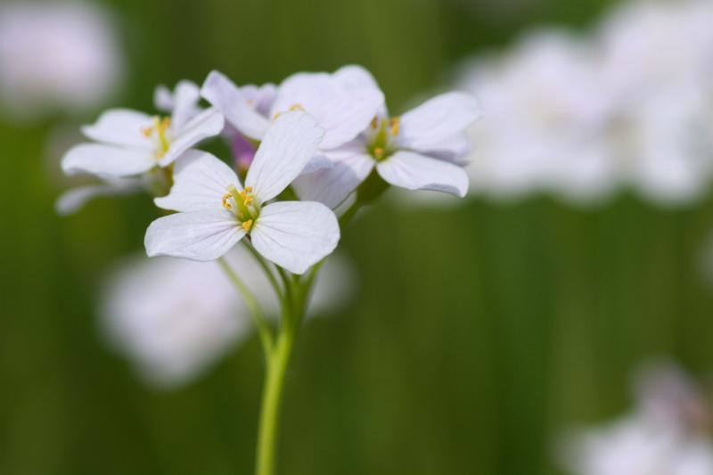 DSC_9344.jpg - Photographer Ales Rygl