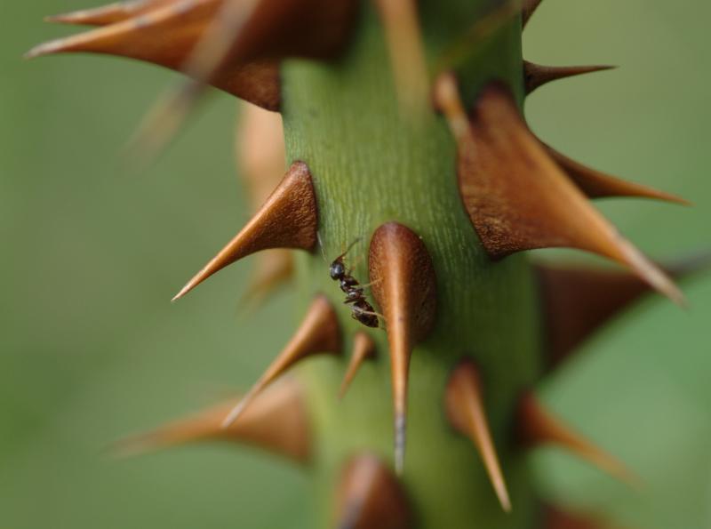 dsc_0035_from_nef.jpg - Na ostro. Difuzer 50cm, stativ a hodně trpělivosti...