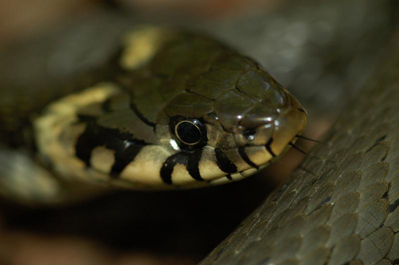 dsc_0230.jpg - Photographer Ales Rygl