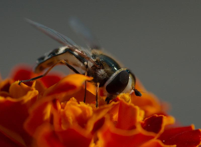 dsc_3383.jpg - Photographer Ales Rygl