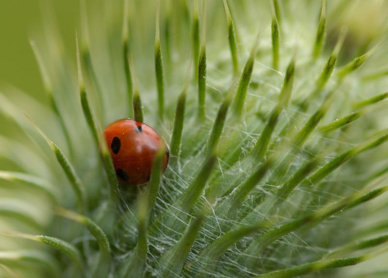 dsc_3442.jpg - Photographer Ales Rygl
