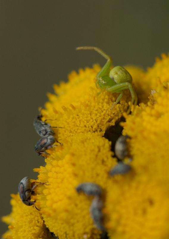 dsc_3699.jpg - Photographer Ales Rygl