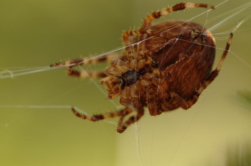 dsc_9921_from_nef.jpg - Pavouk Křižák