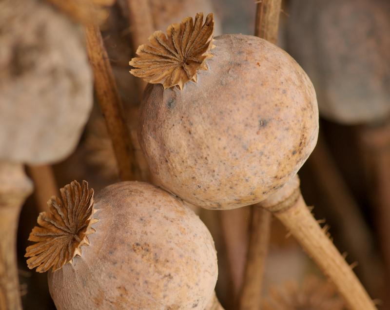 makovice.jpg - Photographer Ales Rygl